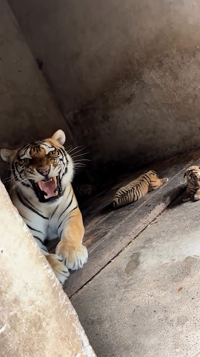 Tiger Mother Protecting her Cubs | Nouman Hassan