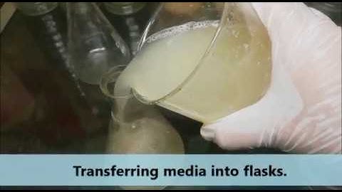 Easy recipe of potato dextrose agar (PDA) media to grow fungi