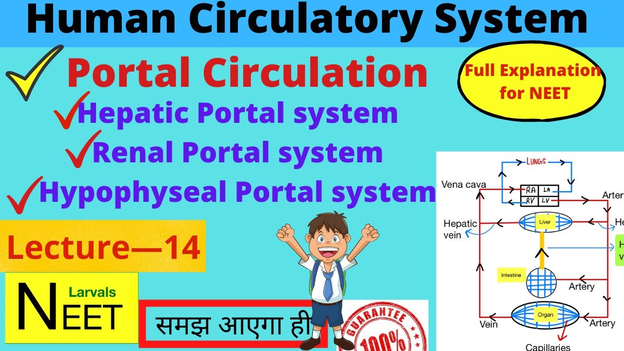 Portal Circulation | Hepatic Portal System | Special Circulation ...