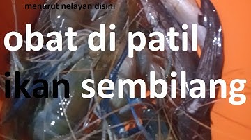 Obat di Pantak Ikan Sembilang
