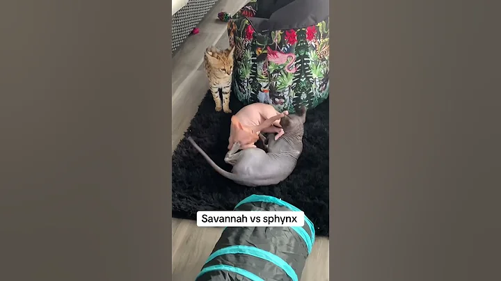 Video 7897321: savannah serval, servals catlover, f1 savannah, sphynx catlover, sphynx fight