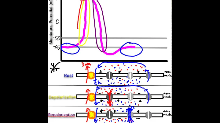Neuron Action Potentials