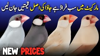 java sparrow latest price update | java sparrow new price 2025 | all java bird price in pakistan