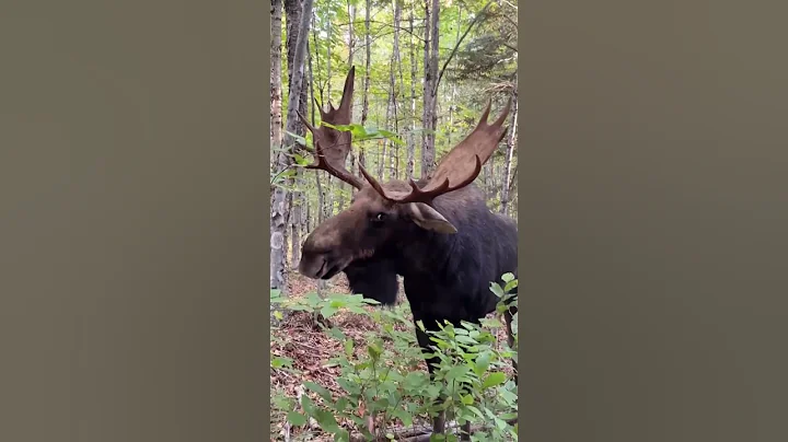 Bull moose charges at man after stare down in Maine