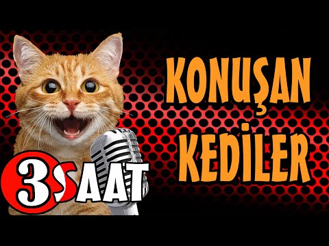 Konuşan Kediler 3 Saat - Sinema Tadında - En Komik Kedi Videoları - Yeni Bölüm