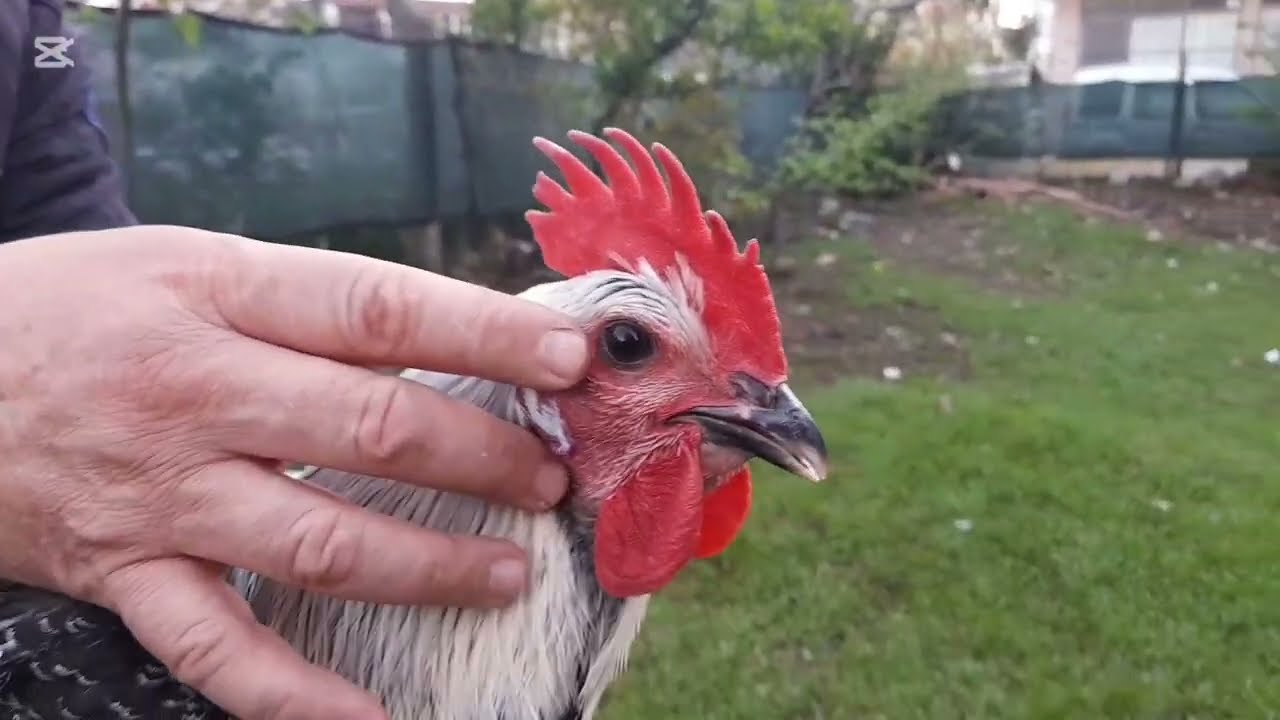 Orjinal Denizli horozu özellikleri nelerdir ideal ötümü kac saniye olmalı #denizlihoroz #tavuk 472