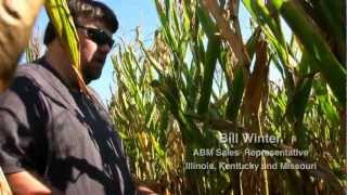Drought 2012: Corn Plant Stand