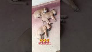 Unstoppable Dog Dance