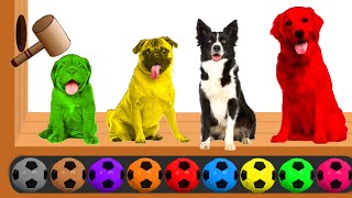 learn colors colorful dogs wooden hammer xylophone finger