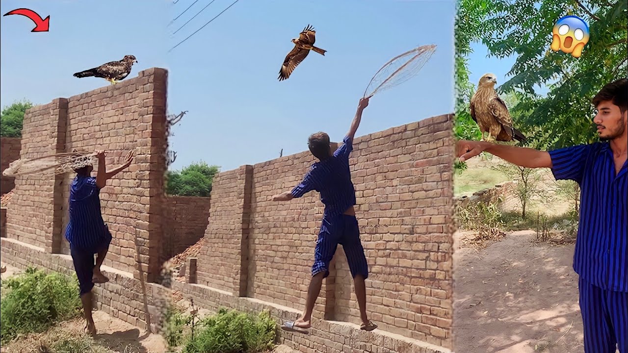 Aj Hum Ny Eagle Ko Pakrny ki Try ki😱|| Easy Eagle Trap Using Net😍|| How to Catch Eagle