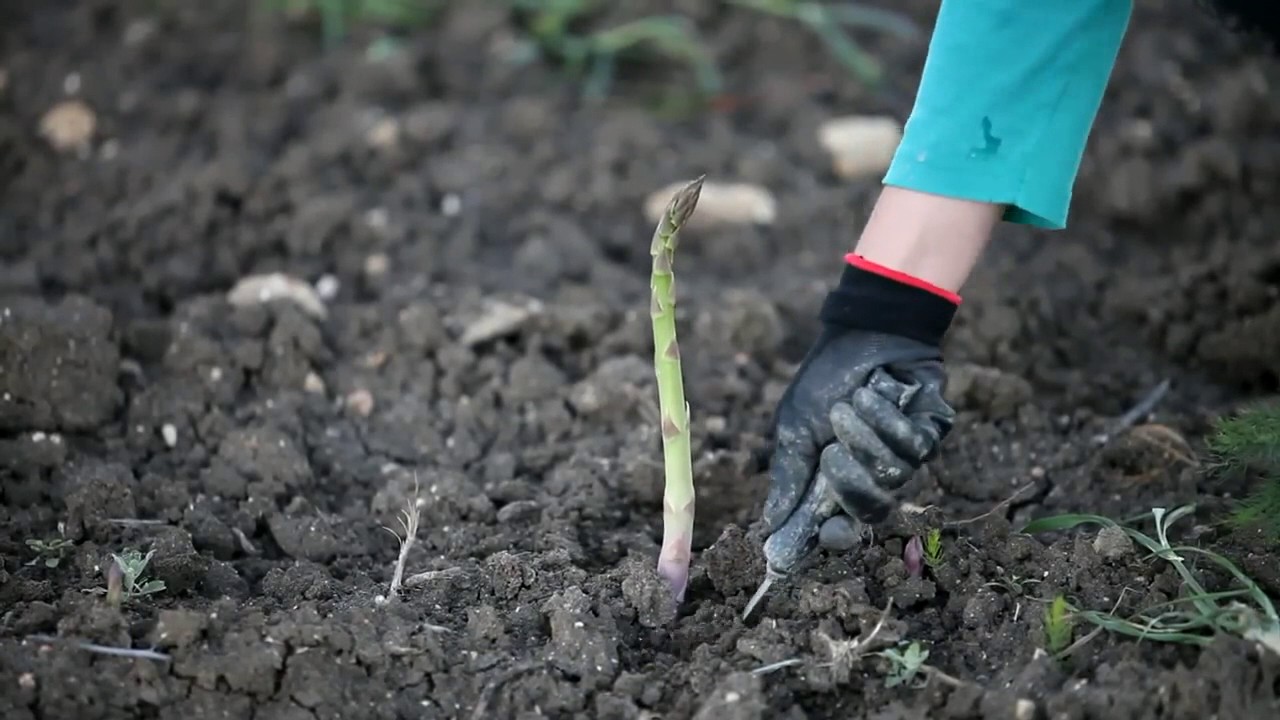 Espárragos Verdes - Unica Group (SCA Europeos)