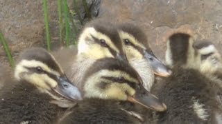三井物産のカルガモのヒナ１０羽すくすく