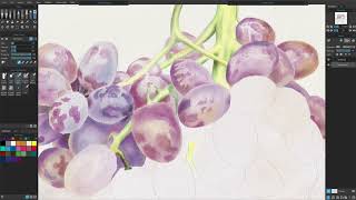 Rebelle 5 & Rebelle 6 - Grapes Traditional Watercolor
Escape Motions Speed Painting Challenge
#rebelle #escapemotions
https://www.escapemotions.com
In this watercolor I tried to duplicate traditional transparent watercolors as much as possible. There are still some differences that cannot be avoided. For example working larger than actual print size. Also the endless amount of a consistent opacity of any color used. I also used Fast Dry quite often similar to a hair dryer. Since I worked on only one layer I had to use Dry Layer often. This was to prevent losing hard edges and shapes bleeding together. I used the water and paper to blend my colors.
Working with only my original palette, a few brushes, and one layer only.
Here is what I did not do;
No Undo
No Erase
No Masking (paint around highlights only)
No Color Picker
No opaque light colors back over dark colors
I am currently setting up to video traditional painting where I will further explore the similarities and differences between digital and traditional painting. I designed two new brushes that will imitate Kleenex Tissues. Lotion free tissues work excellent in traditional to lift paint and/or water. Also used to create subtle textures in wet paint.
T-Shirt Shop - Tom Gallovich Artistic Creations - https://my-store-e97886.creator-spring.com/
#affinityphoto #aquarelle #arches #art #artdemo #artist #artisticdemonstrations #artisticphotography #composition #corelpainter #digitalart #digitalillustrations #digitaloils #digitaloilpainting #digitalwatercolor #fineart #gouache #landscape #mixedmedia #nature #painter2023 #painting #photocomposite #photography #powercomposition #rebelle #rebelle5 #rebelle6 #rebellewatercolor #tomgallovich #traditionalpainting #traditionalwatercolor #tutorials #watercolorart #watercolordemo #watercolorillustration #watercolorist #watercolorlandscape #watercolorpaint, #watercolorpainting #watercolors #watercolortutorial #wildlife #winsorandnewton Rebelle 5 & Rebelle 6 - Grapes Traditional Watercolor