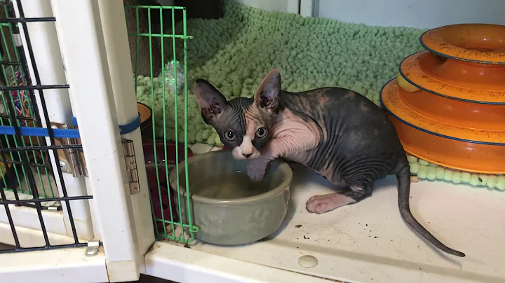 Video 1194891: catteries amazing hairless, cute hairless kitten, kitten water