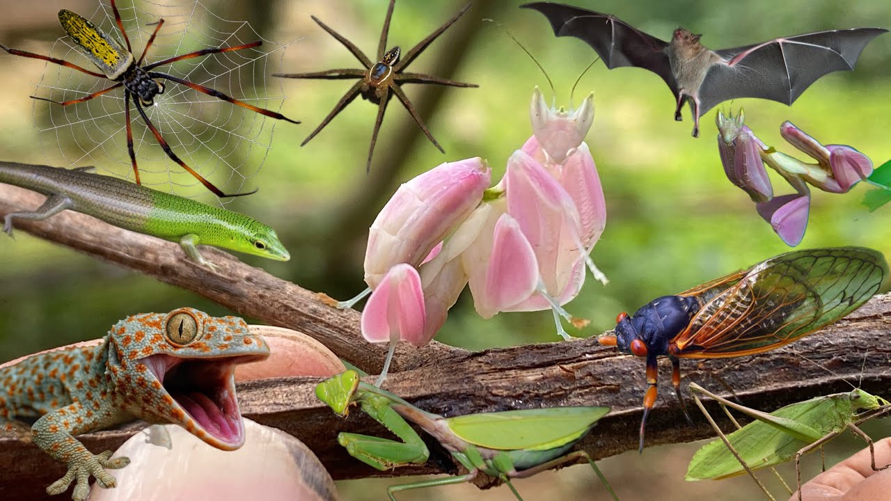 the most beautiful insect in the world