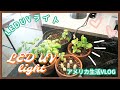 【アメリカ生活VLOG】UV LEDライト買ったよ★