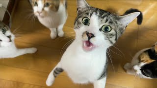 ごーーはーーんーー！！の顔の猫w