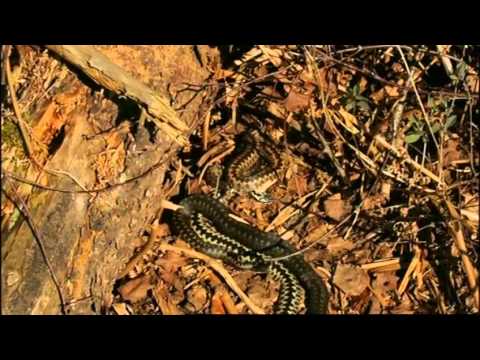 Adders on The Great British Year (2013)