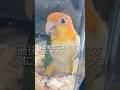 最後まで店に残ってたインコが1年でこうなります。【シロハラインコ】