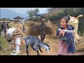This is Himalayan Village Life & Dally hard work in kedarnaath india