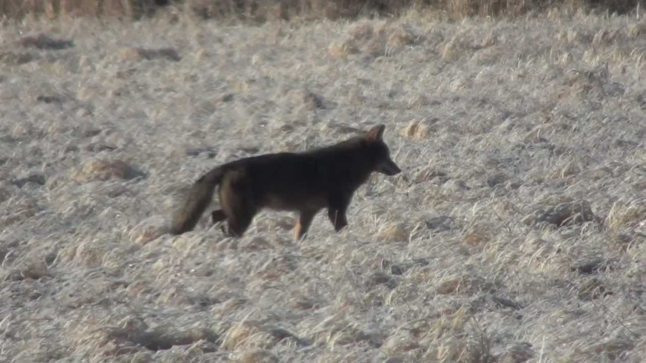 Shooting a trespasser. YouTube