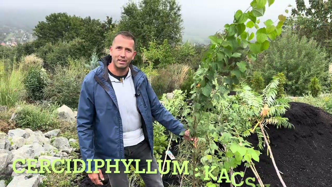 Fák amiket most ültetek, és amiket ajánlok ültetni