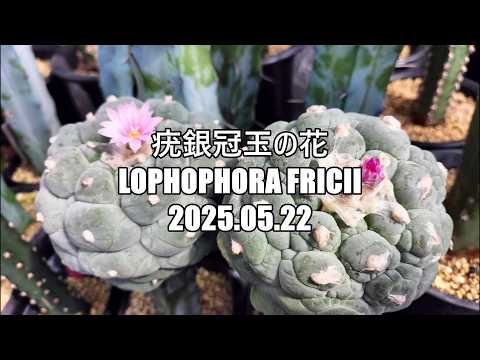 疣銀冠玉の花 Lophophora fricii 2025 05 22 - YouTube