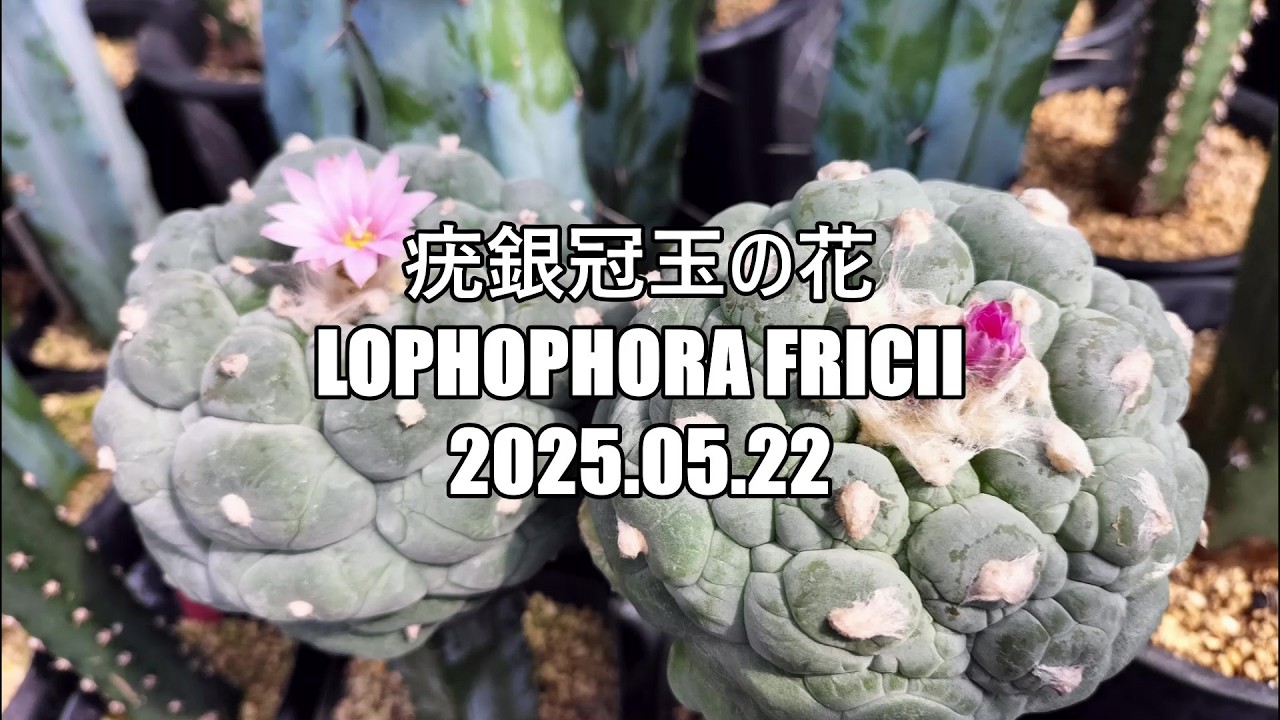 大型株 銀冠玉 Lophophora fricii 疣銀冠玉の花 Lophophora fricii 2025 05 22 - YouTube
