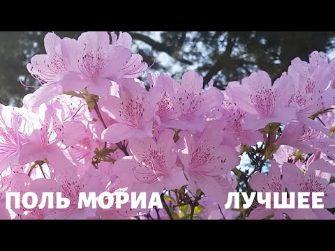 видео: Оркестр Поля Мориа (Paul Mauriat). Весеннее настроение. Сборник Лучших Мелодий.