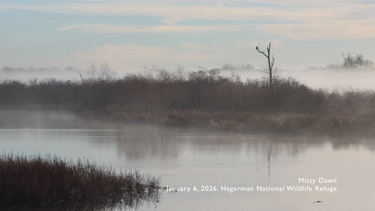 Relaxing Nature Video: Misty Dawn