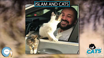 What do cats symbolize in Islam?