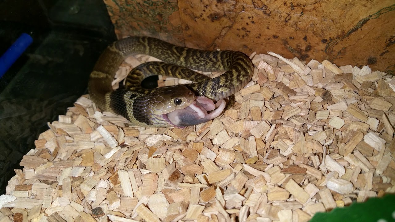 snake oil Last Chinese cobra feeding...