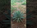 # short # olha que lindo,um pé de agave.