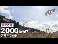 旅する蝶 | 2000kmはどう飛ぶ?渡り蝶アサギマダラの滑空が美しすぎる。