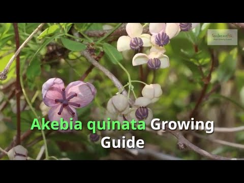 Wideo: Five Leaf Akebia Info: Jak uprawiać Akebia Quinata czekoladowe wino w ogrodzie