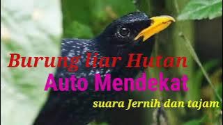Suara panggilan Ciung Batu