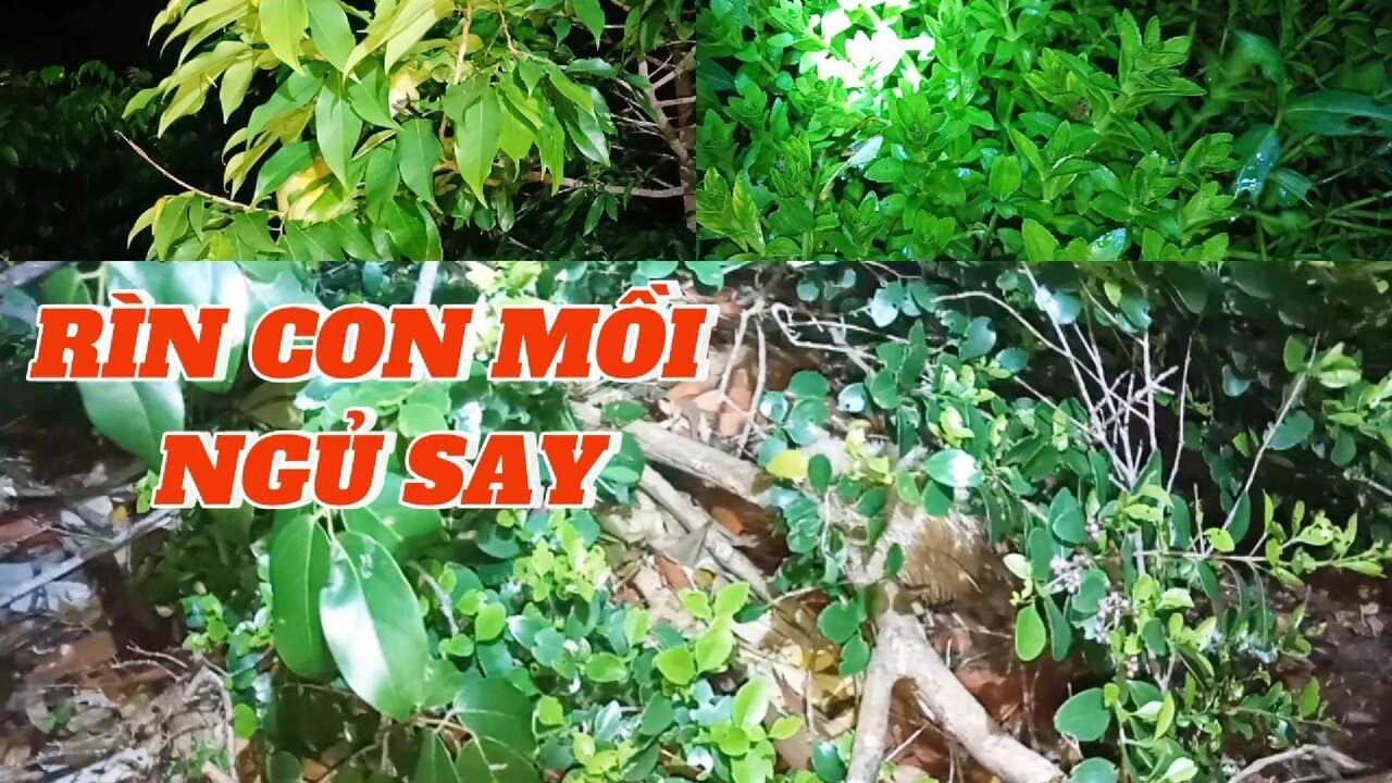 ĐI RỪNG SĂN THỊT RỪNG, RÌN CON MỒI NGỦ SAY, RỪNG MƯA l T20 l - YouTube