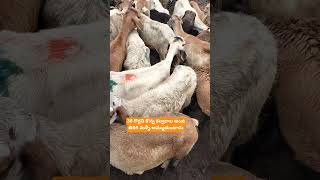 30 గొర్లను కొన్న కల్వరాల అంజి మళ్ళీ అమ్మితే ...#trending #farming #agriculture #షార్ట్స్