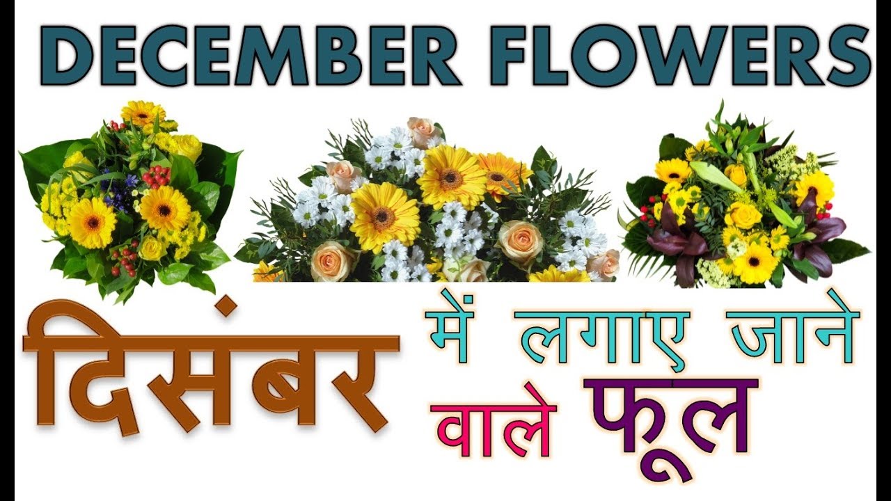दिसंबर में लगाए जाने वाले फूल December Flowers Grow Flowers YouTube