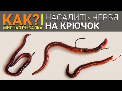 Video: Kako Pripraviti Gladiole Na Zimo