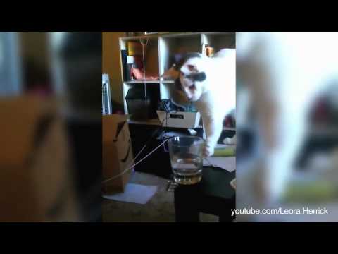 Видео: Почему кошки сбивают с толку? - Почему кошки выбивают вещи со столов?