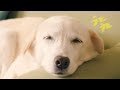 抄語 - うとうと (Official Music Video)