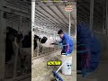İneğin Ağzına Demir Çubuk Yerleştirdi