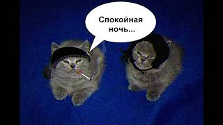 Doomer cats