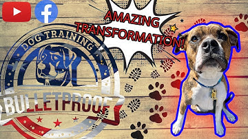 Amazing Transformation | "Power" | Boxer Mix | #bulletproofdogtraining