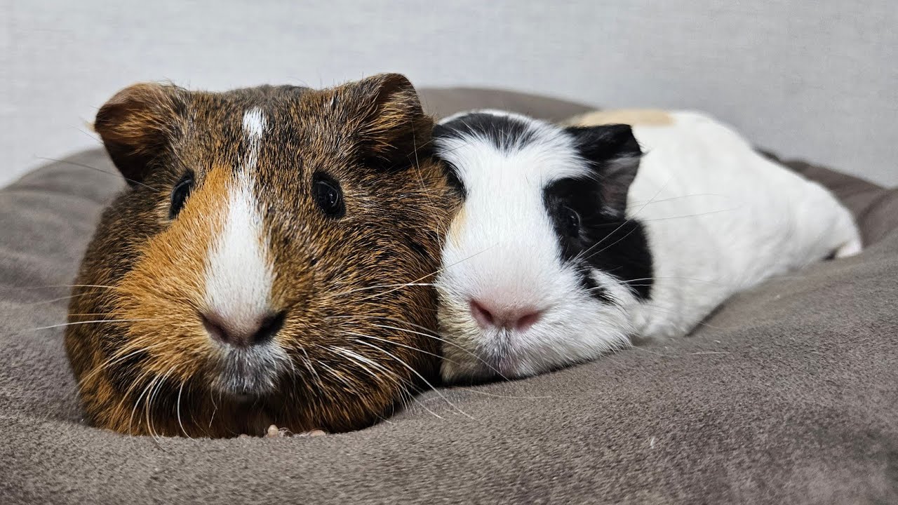 うみゃうみゃきゅうり🥒 #モルモット