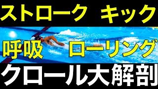 【初心者向け】クロール【ストローク】【キック】【息継ぎ】【フォーム】 自由形のコツ！