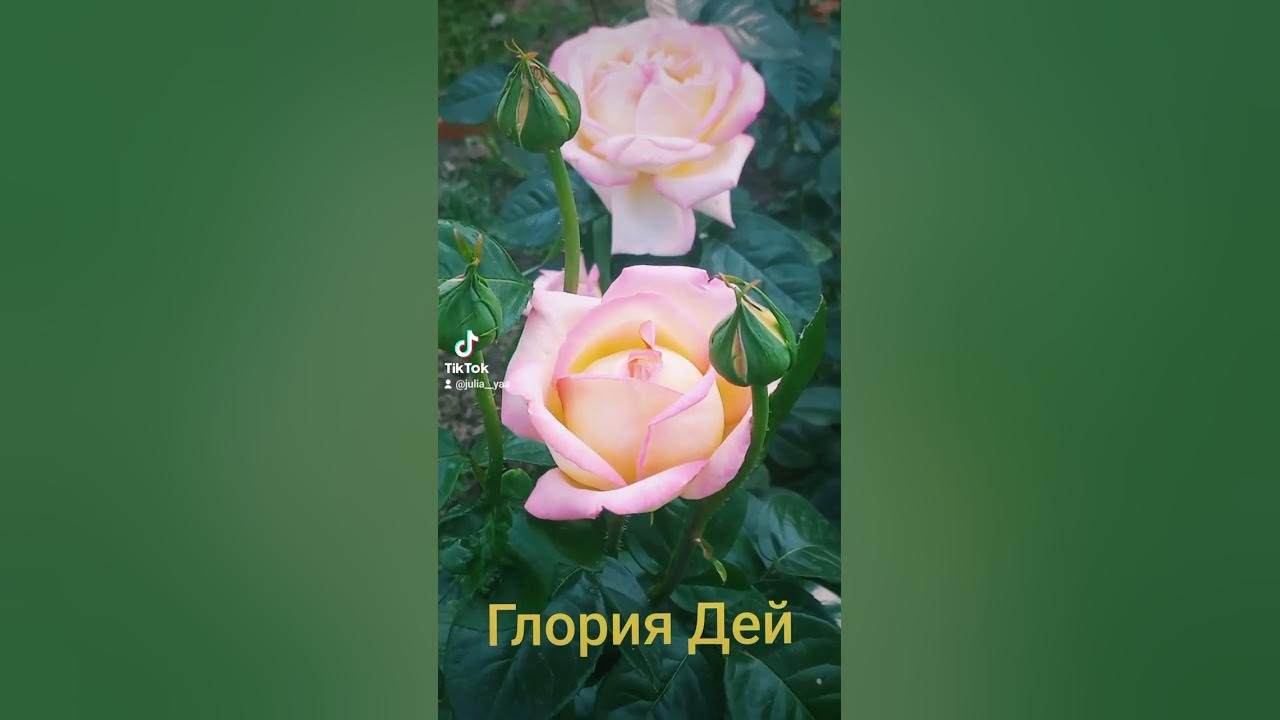 Роза Глория Дэй - YouTube