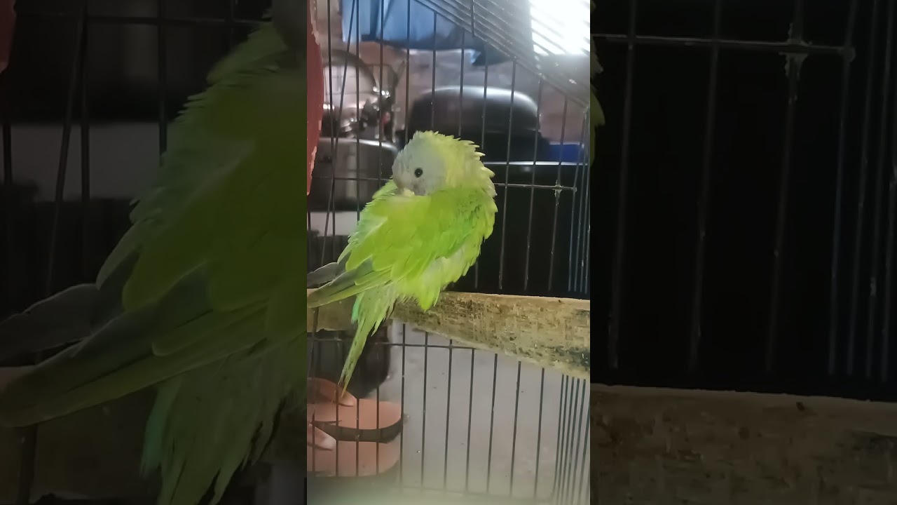 Mithu sweety Rocky vlog channel ko subscribe kar lo Jake what hamare video aapko pasand aaye ho to