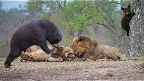 거대한 파이썬이 모든 것을 삼켜 - - Big Cat Can